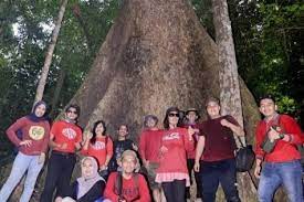 Ekspedisi PWI Riau, Melihat Pohon Berusia 200 Tahun di TNBT